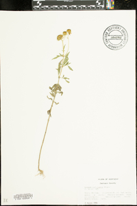 Bidens polylepis image