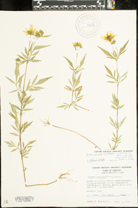 Bidens polylepis image