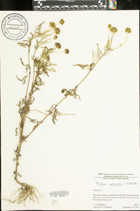 Bidens polylepis image