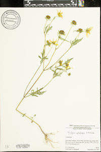 Bidens polylepis image