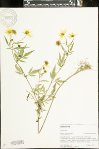 Bidens polylepis image