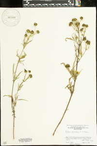 Bidens polylepis image