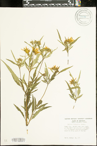 Bidens aristosa image