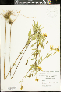 Bidens polylepis image