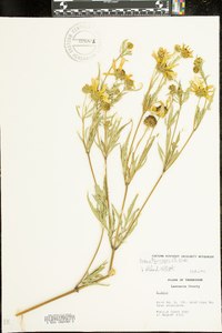 Bidens polylepis image