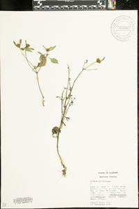 Bidens tripartita image