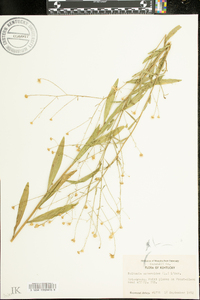 Boltonia asteroides image