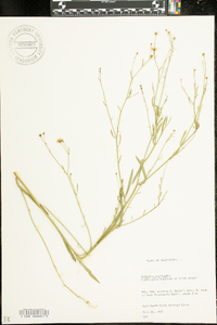 Boltonia asteroides image