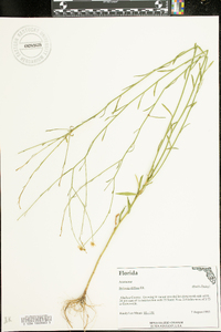 Boltonia diffusa image