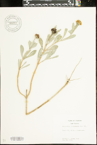 Borrichia frutescens image