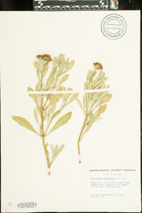 Borrichia frutescens image