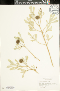 Borrichia frutescens image