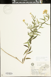 Brickellia eupatorioides image