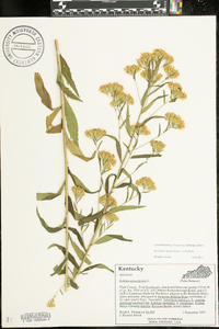 Brickellia eupatorioides image