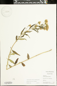 Brickellia eupatorioides image