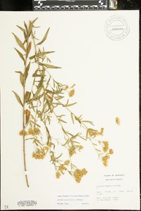 Brickellia eupatorioides image