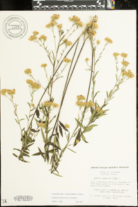 Brickellia eupatorioides image