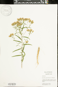 Brickellia eupatorioides image