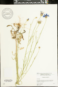 Centaurea cyanus image