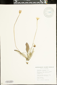 Chaptalia tomentosa image