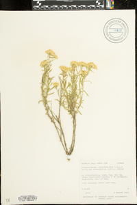 Chrysothamnus viscidiflorus subsp. lanceolatus image