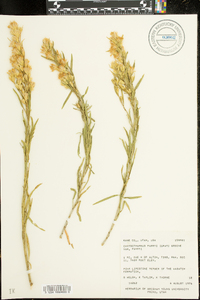 Ericameria parryi var. parryi image