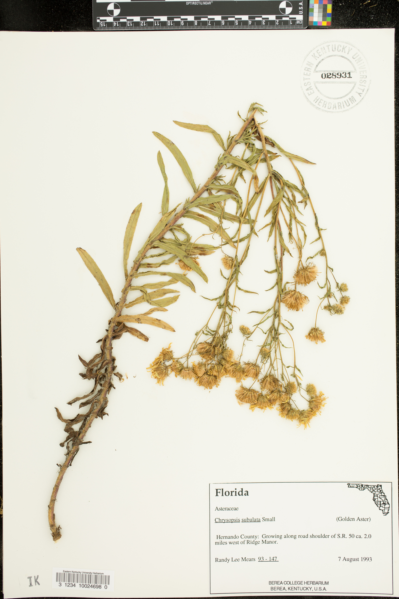 Heterotheca subulata image