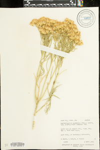 Ericameria nauseosa var. hololeuca image