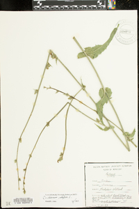 Cichorium intybus image