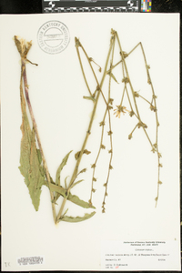 Cichorium intybus image