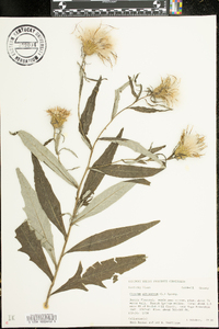 Cirsium altissimum image