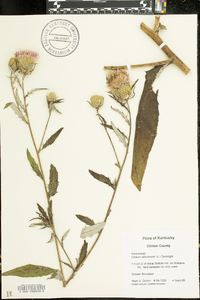 Cirsium altissimum image