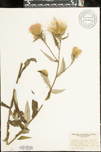 Cirsium altissimum image