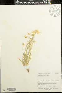 Erigeron pumilus image