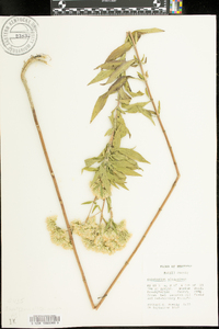 Eupatorium altissimum image