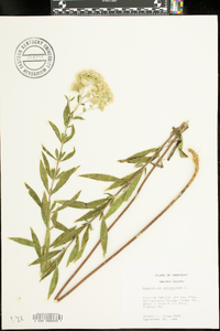 Eupatorium altissimum image