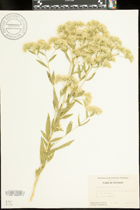 Eupatorium altissimum image