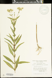 Eupatorium altissimum image