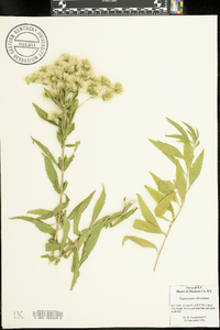 Eupatorium altissimum image