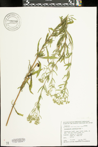 Eupatorium hyssopifolium image