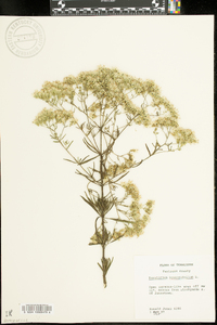 Eupatorium hyssopifolium image