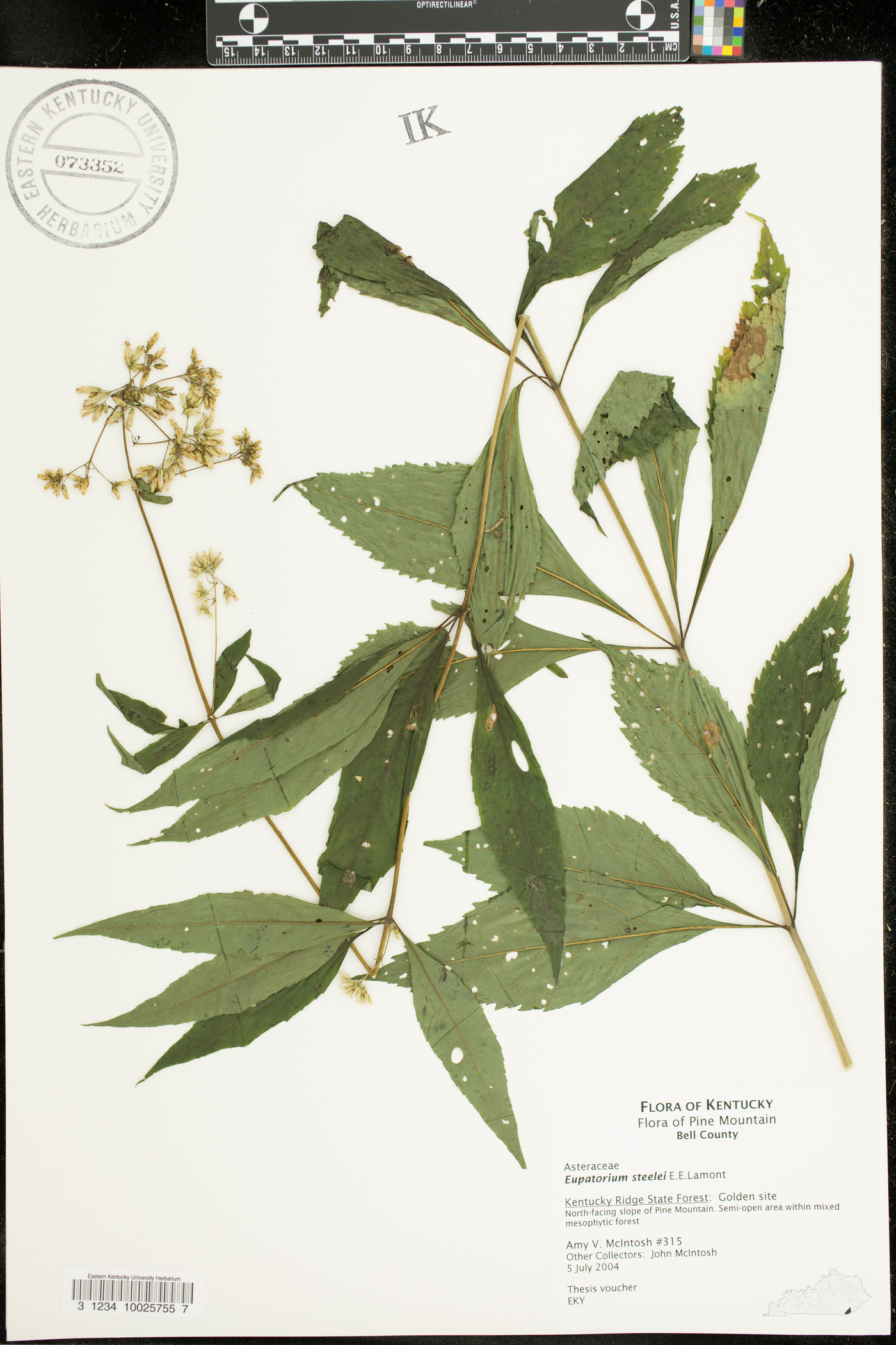 Eupatorium steelei image