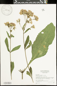 Eupatorium steelei image