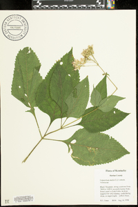 Eupatorium steelei image