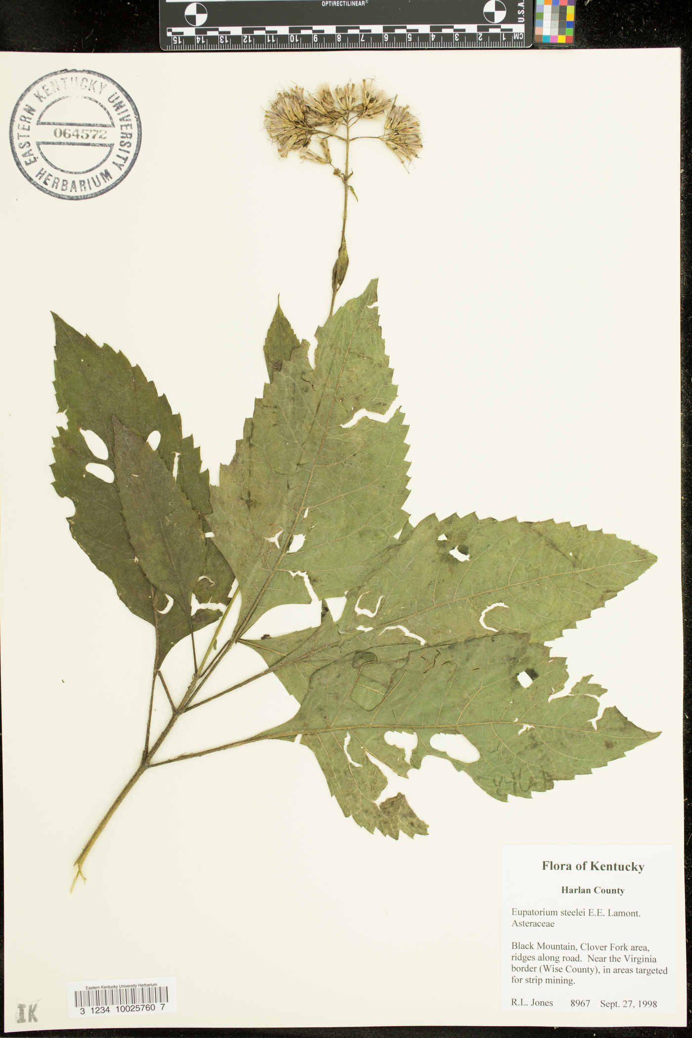 Eupatorium steelei image