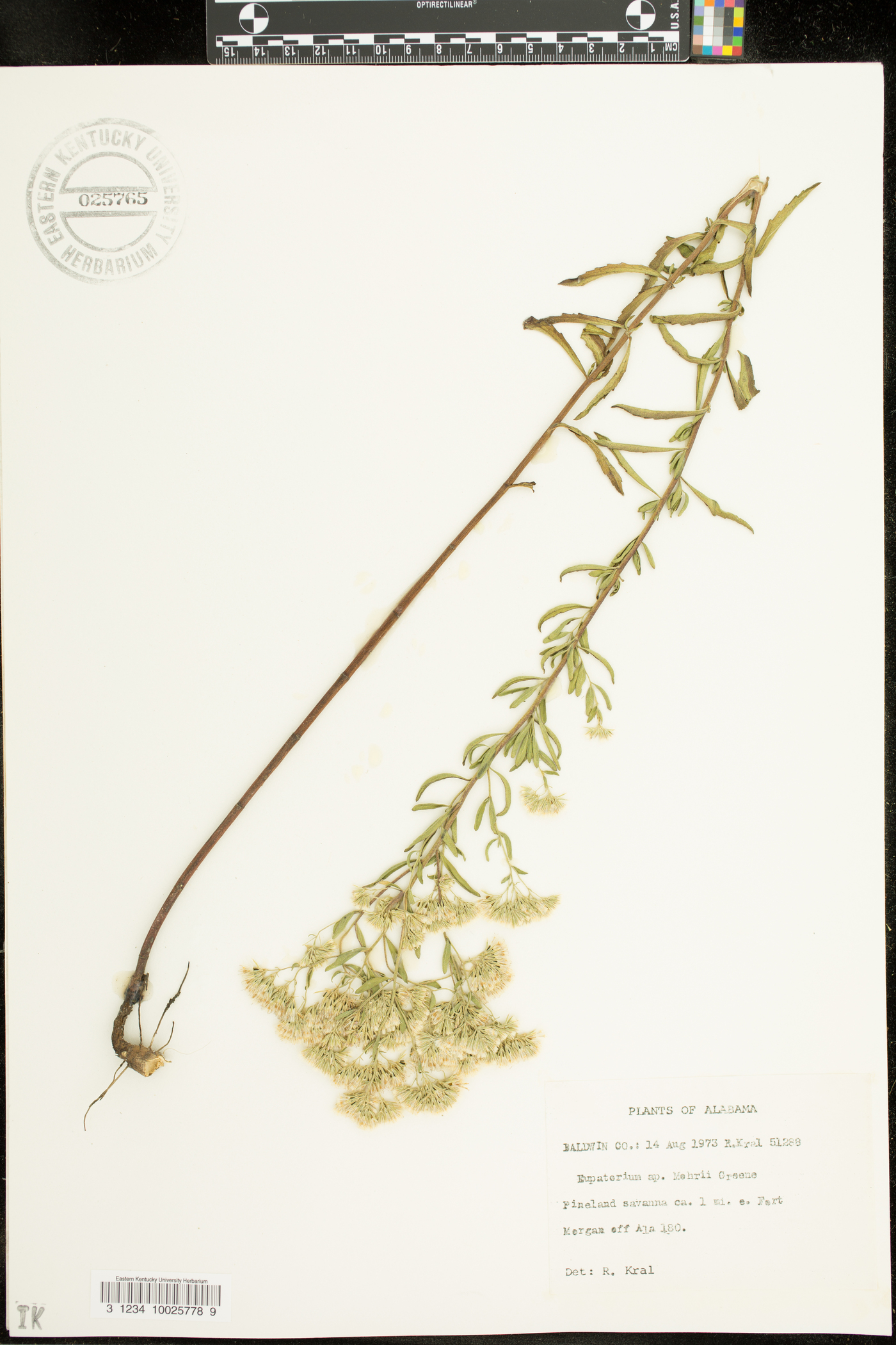 Eugenia apiculata image