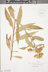 Helianthus grosseserratus image