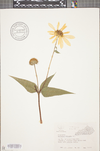 Helianthus hirsutus image