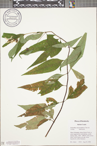 Helianthus microcephalus image