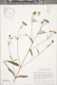 Helianthus microcephalus image